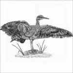 Sunbittern