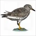 Surfbird illustration
