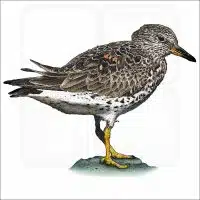 Surfbird illustration