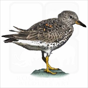Surfbird illustration