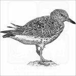 Surfbird