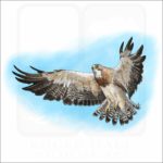 Swainson's Hawk illustration