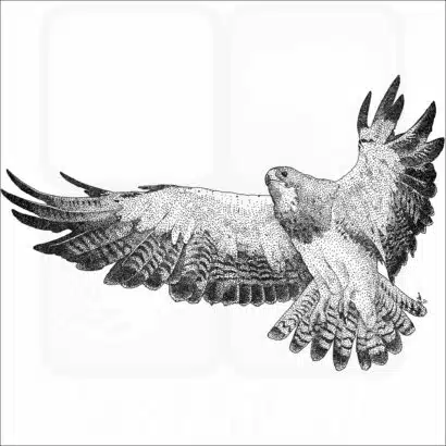 Swainson's Hawk