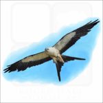 Swallow-Tailed Kite illustration