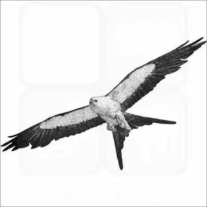 Swallow-Tailed Kite