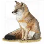 Swift Fox illustration