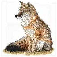 Swift Fox illustration