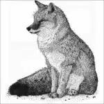Swift Fox