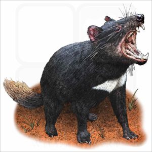 Tasmanian Devil illustration