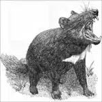 Tasmanian Devil
