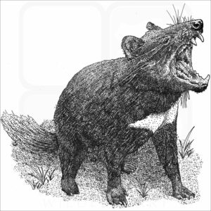 Tasmanian Devil