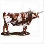 Texas Longhorn illustration