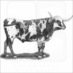 Texas Longhorn