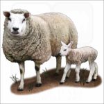 Texel Sheep and young illustration