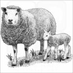 Texel Sheep and young