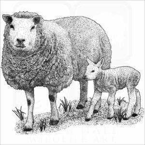 Texel Sheep and young