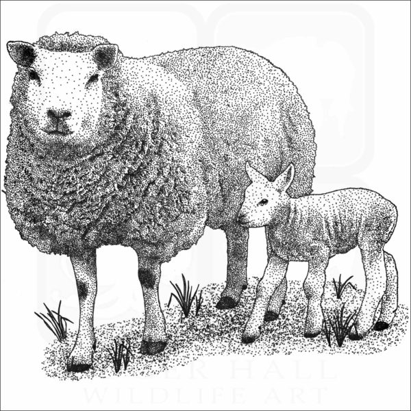 Texel Sheep and young