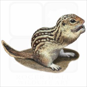 Thirteen-Lined Ground Squirrel illustration