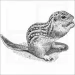 Thirteen-Lined Ground Squirrel