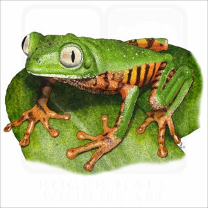 Tiger-Legged Monkey Frog illustration