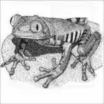 Tiger-Legged Monkey Frog