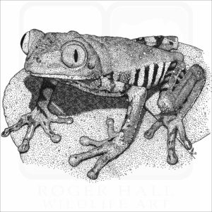 Tiger-Legged Monkey Frog