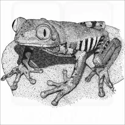 Tiger-Legged Monkey Frog