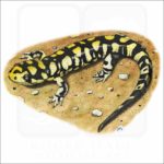 Tiger Salamander illustration