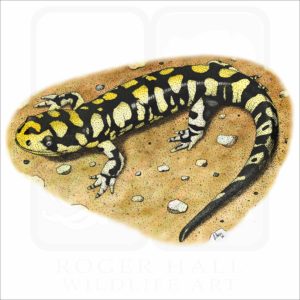 Tiger Salamander illustration