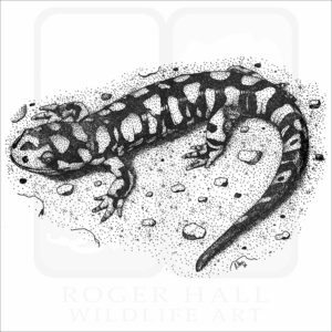 Tiger Salamander