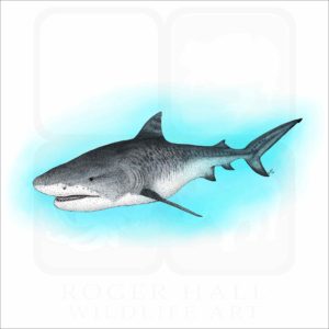 Tiger Shark illustration