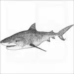 Tiger Shark
