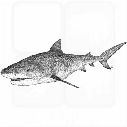 Tiger Shark