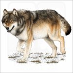 Timber or Eastern Wolf illustration