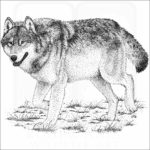Timber or Grey Wolf