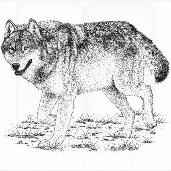 Timber or Grey Wolf