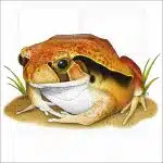 Tomato Frog illustration