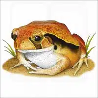Tomato Frog illustration