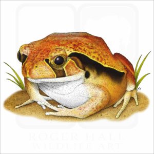 Tomato Frog illustration