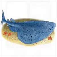 Pacific Electric or Torpedo Ray illustration