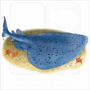 Pacific Electric or Torpedo Ray illustration