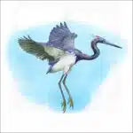 Tricolored Heron illustration