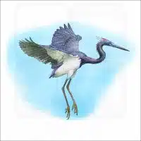 Tricolored Heron illustration