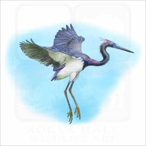 Tricolored Heron illustration