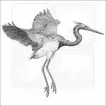 Tricolored Heron