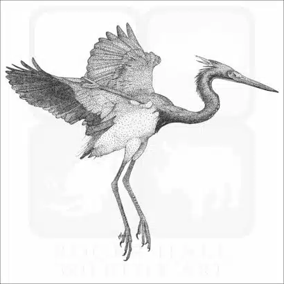 Tricolored Heron