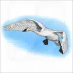 Trumpeter Swan illustration