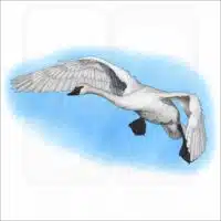 Trumpeter Swan illustration