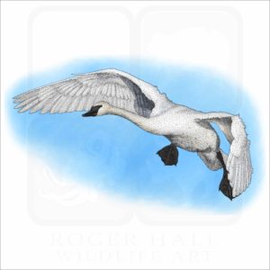 Trumpeter Swan illustration