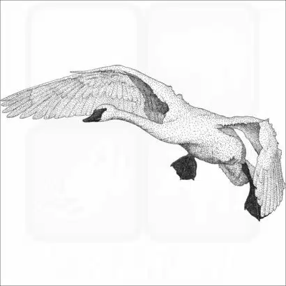 Trumpeter Swan
